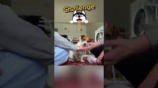 🐶 Вашето Куче ще Хареса Този Трик ❤️ [upl. by Annuaerb]