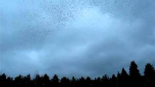 murmuration of starlings Cullompton [upl. by Itida487]