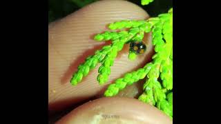 Pharoscymnus horni a ladybird beetle  Beneficial insect [upl. by Sanfo539]