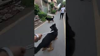 GSD attack moodgermanshepherd puppy dog doglover animals pets [upl. by Mata]