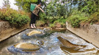 The orphan girl followed the stream drained the puddles and brought back many big fish to sell [upl. by Glover]