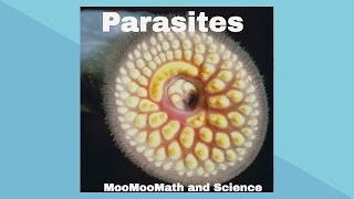 ParasitesSymbiotic Relationships [upl. by Ysus]