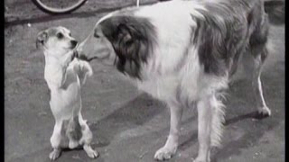 Lassie  Episode 182  quotLassies Guestquot  Season 5 Ep 39  05311959 [upl. by Screens]