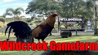 Lets Visit The Farm Of Wildcreek Gamefarm [upl. by Crain]