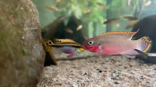 Pelvicachromis taeniatus “Nigeria Redquot [upl. by Bindman]