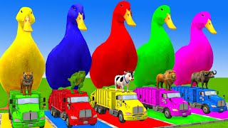 5 Giant Duck CartoonCowElephantTigerLionDinosaurPaint Wild Animals Crossing Fountain Animation [upl. by Urbano]