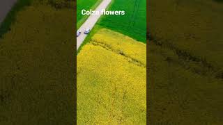 Colza flowers field nature naturelovers naturephotography health [upl. by Othilia]