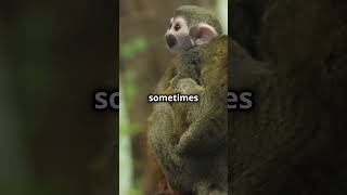 Adorable Common Squirrel Monkey [upl. by Uliram]