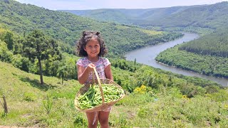 COLHEITA DE ERVILHAS  Ervilhas orgânicas livres de agrotóxicos [upl. by Salokcin]