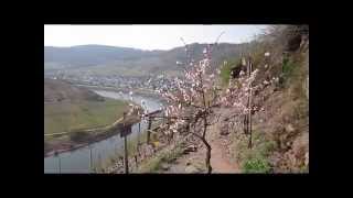 Der Calmont Klettersteig an der Mosel [upl. by Einad]