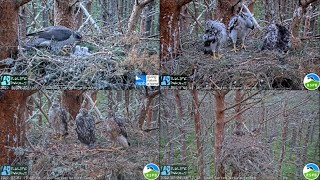 Goshawks the first 61 days from hatching to fledging  RSPB Abernethy Forest Scotland [upl. by Valerlan]