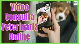 🚨 CONSULTA VETERINARIA ONLINE EN VETERINARIO GRATIS 🚨 [upl. by Dolf]