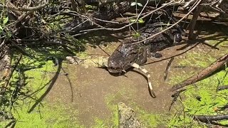 Iguana hunting and invasive species catching in Florida Everglades [upl. by Rodrick391]