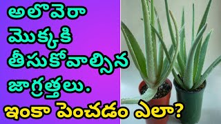 care of aloe vera plantAloe vera plant growing in teluguhow to grow aloe vera plant at home [upl. by Annayak778]