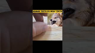 HUMAN TEETH VS WOLF TEETH  WHO IS WIN [upl. by Ahsemot]