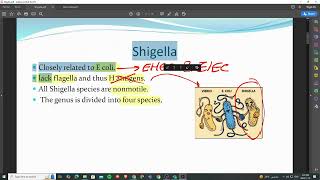 12 part 2 shigella and salmonella microbiology [upl. by Studner412]