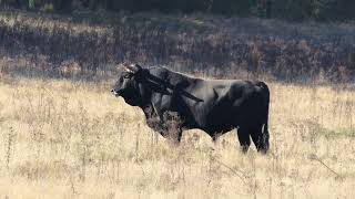 Natuurgebied de Maashorst UdenOss Zonsopgang bij telpost Vogelwachtuden Brobbelnies Nrd Schaijk [upl. by Niamrej]