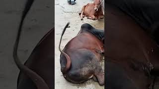 Haris Laugha Qurbani 2023 Ronak Lag Gai lahore cow bull 2023 [upl. by Aicertal]