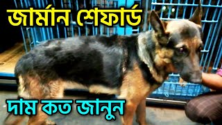 German Shepherd Dog  Dog price in bd  German dog  Katabon Animal market [upl. by Latif]