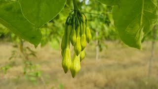 Hechos del Agro  Cosecha de loroco chile maracuya y otros [upl. by Reade]