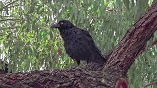 El Pajaro de Cuervo negro Campbelltown Australia [upl. by Hcire]