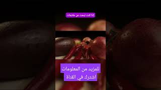 شكل البواسير  علاج البواسير النهائي  علاج البواسير الخارجية  البواسير الداخلية أعراضها وأسبابها ؟ [upl. by Buiron645]