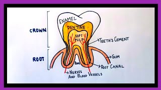 tooth anatomy diagramparts of tooth drawinghow to draw structure of tooth [upl. by Keeton]