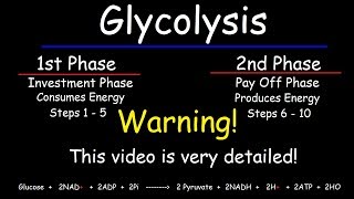 Glycolysis  Biochemistry [upl. by Gaudette]