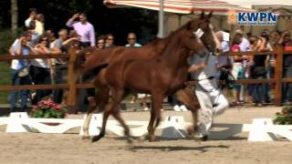 Dressage Day at the 2010 KWPN Paardendagen [upl. by Bertle]