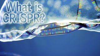 What Is CRISPR [upl. by Herrah]