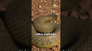 The Inland Taipan shorts animalfacts [upl. by Lanam]