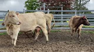 12 Charolais X Cows amp Calves [upl. by Nissy]