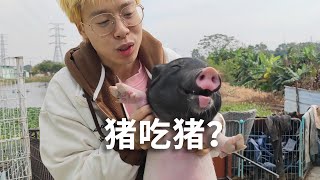 猪真的吃同类吗？吃了会不会得朊病毒？ [upl. by Asiat]