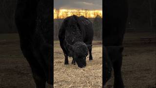 Raza de ganado Aberdeen Angus El Gigante de la Producción de Carne Marmoleada AberdeenAngus [upl. by Nnaeinahpets248]