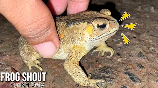 Funniest screaming frog for you  Giant frog crying [upl. by Enerak]