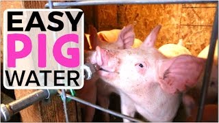 Automatic Pig Waterer  How to install an easy system for watering pigs [upl. by Latisha]