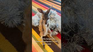 The kangaroo I rescued and raised has a family of its own animals kangaroo edit touchingstory [upl. by Dunson880]