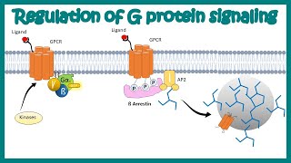 Desensitization of GPCR Regulation of G protein signaling by beta arrestin  Regulation by GRKs [upl. by Yerhcaz]