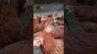 The Lohmann Brown is a brown variety of chickenbred for egglaying purposes It is a crossbred line [upl. by Aztinay]