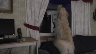 Dog barking sounds  Golden Retriever Poodle mix Goldendoodle barking growling 7 minuts 19 hour [upl. by Etnasa]