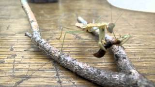 Mantis Eats Earwig [upl. by Drofkcor]