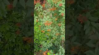 Hamelia patens  firebush  hummingbird bush plants shorts [upl. by Natsirt987]