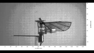 Flapping wing nano air vehicle Kulibrie high speed video image [upl. by Rasecoiluj180]