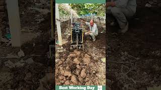 Best working day 1875 Ploughing process in the vineyard [upl. by Aerdnat239]