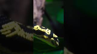 Snake YELLOW amp Black Snake [upl. by Ahsoet370]