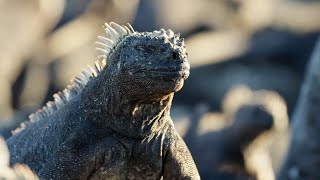 The Marine Iguana  A Perfect Planet  BBC Earth [upl. by Filberto]