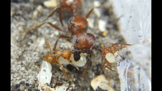 Pogo Badius Harvester Ants Update Week One [upl. by Nosmoht]