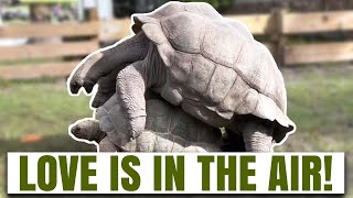 Male Tortoise Follows Female to Mate [upl. by Halverson]