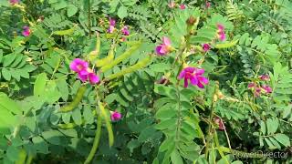 Tephrosia purpurea plant [upl. by Chenee]