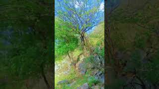 🤩vanamagan bgmivideos likeSilu Silu 🤩✨nature forest vibesongs 🤗✨🤩 [upl. by Dalury259]